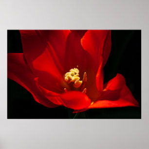Poster Belle Tulip Flower Photography
