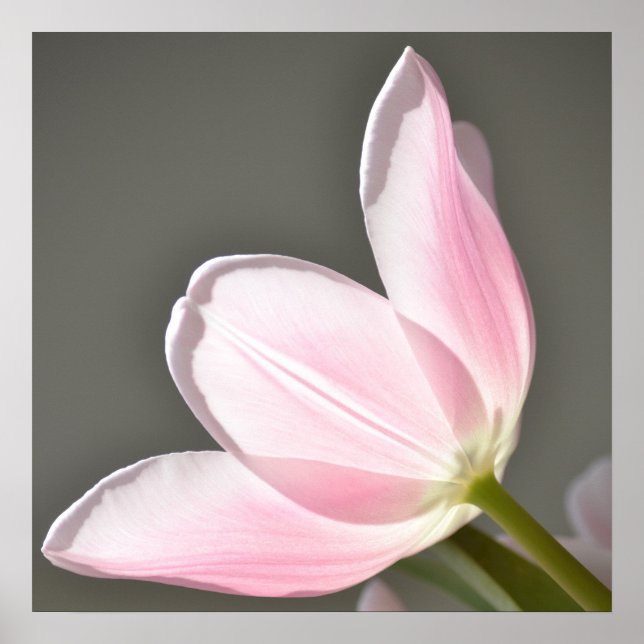 Poster Belle Tulipe (Devant)