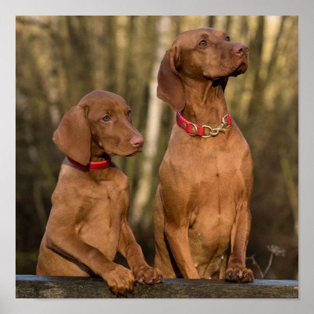 Poster Belle Vizsla Chiens De Sport (Devant)