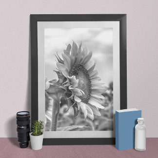 Poster Belle vue latérale de tournesol noir et blanc