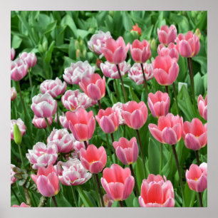Poster Belle vue sur un champ de tulipes roses