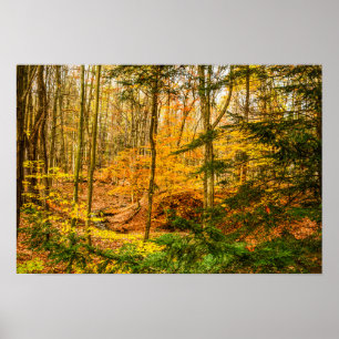 Poster Belles Couleurs d'Automne Arbres Forêt