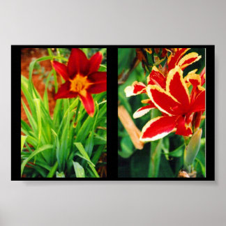 Poster Belles Fleurs