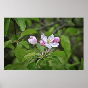 Poster Belles fleurs dans le jardin de pommiers