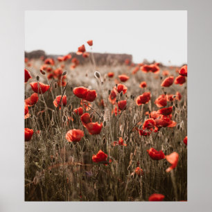 Poster belles fleurs de coquelicot