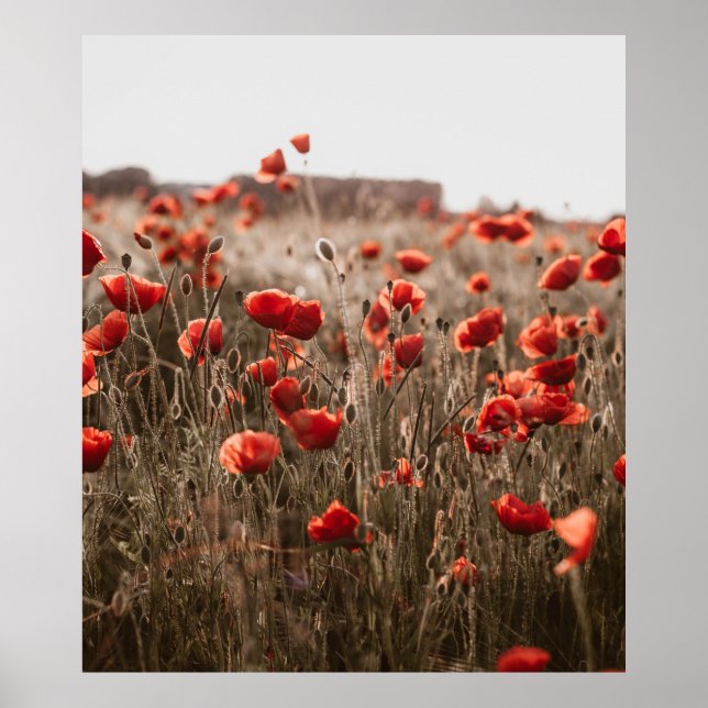 Poster belles fleurs de coquelicot (Devant)