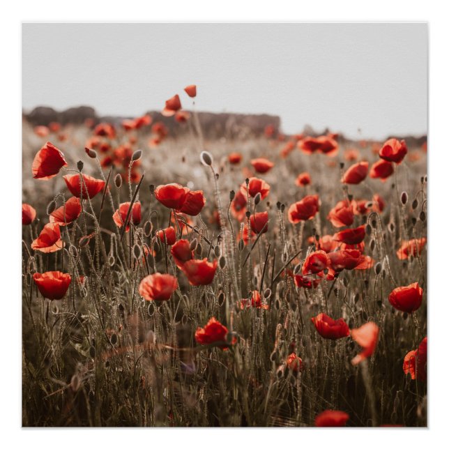 Poster belles fleurs de coquelicot (Devant)
