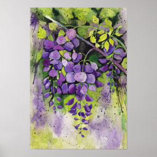 Poster Belles Fleurs De Wisteria En Aquarelle