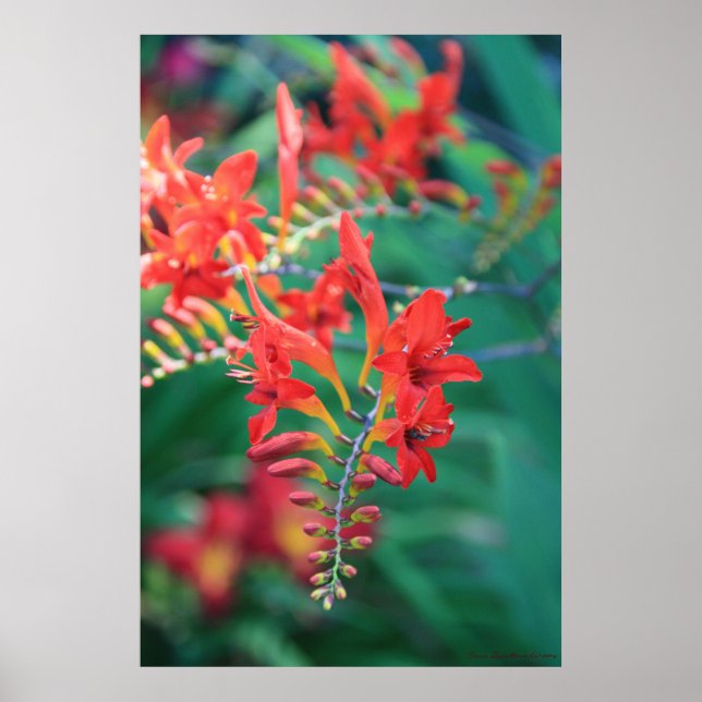 Poster Belles fleurs rouges Imprimer n° 6837 (Devant)