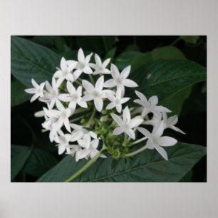 Poster Belles fleurs tropicales blanches Imprimer
