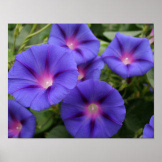 Poster Belles gloires du matin en fleurs