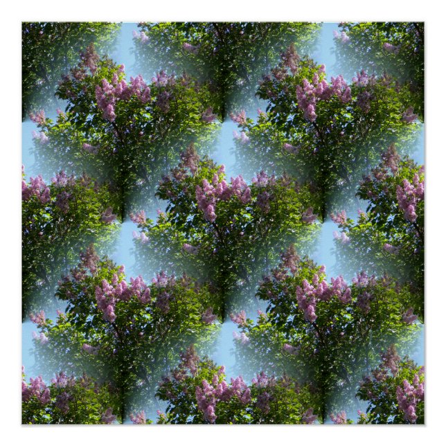 Poster Belles Lilacs... (Devant)