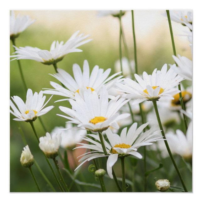 Poster Belles marguerites blanches | Fleurs en champ vert (Devant)