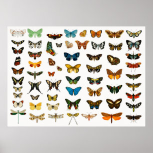 Poster Belles papillons