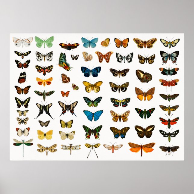 Poster Belles papillons (Devant)
