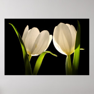 Poster Belles tulipes blanches sur Arrière - plan noir