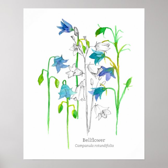 Poster Bellflower Art Botanique Langue des Fleurs (Devant)
