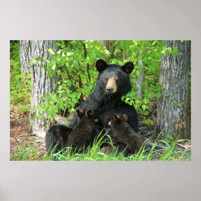 Poster Belly Up Momma Bear et Twin Cubs (Devant)