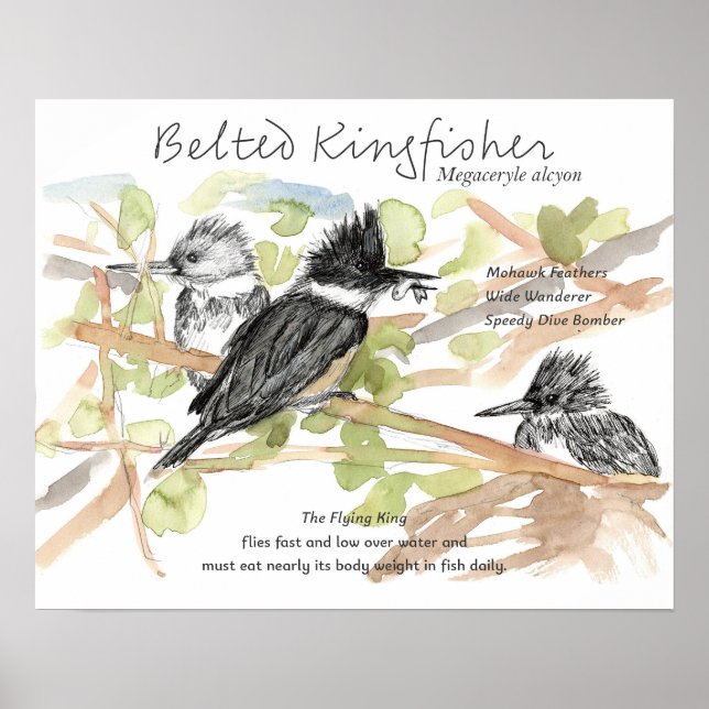 Poster Belted Kingfisher Bird Minnow Fish Trees (Devant)