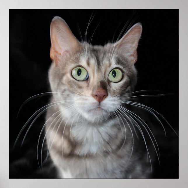 Poster Bengale brun bleu rare Photo de chat (Devant)