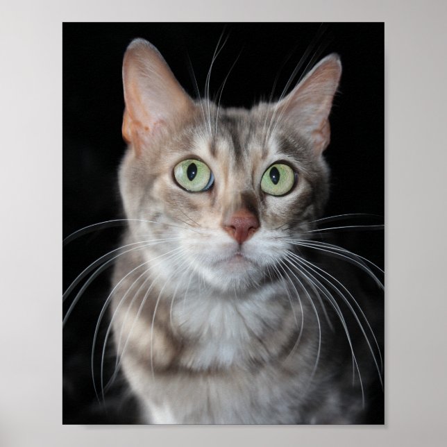 Poster Bengale brun bleu rare Photo de chat (Devant)