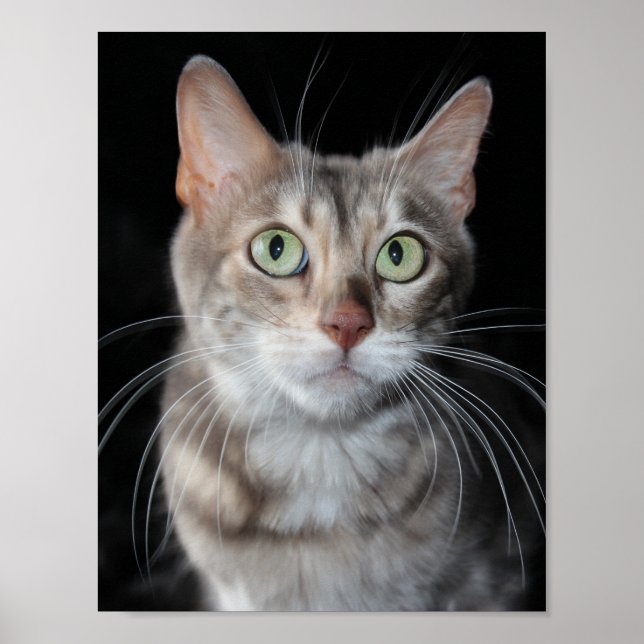 Poster Bengale brun bleu rare Photo de chat (Devant)