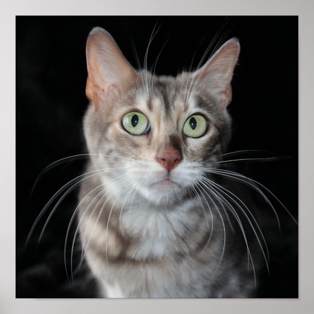 Poster Bengale brun bleu rare Photo de chat (Devant)