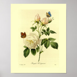 Poster Bengale Rose Botanique Floral