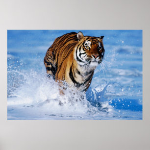 Poster Bengale Tigre dans l'océan