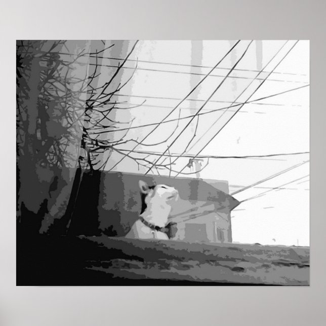 Poster Berceau de chat (Devant)