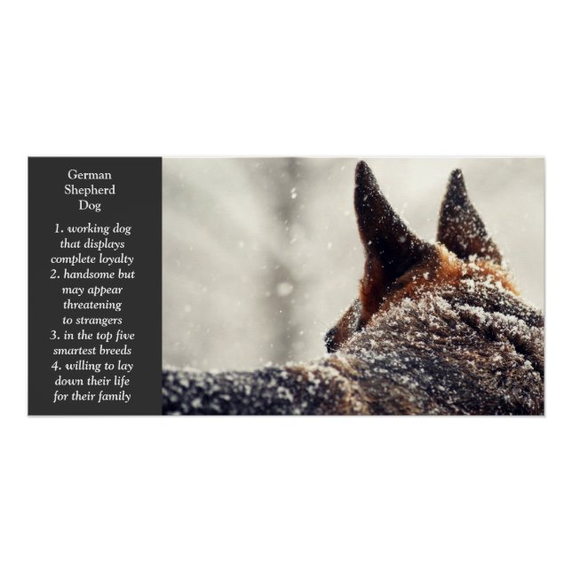 Poster Berger allemand (Devant)