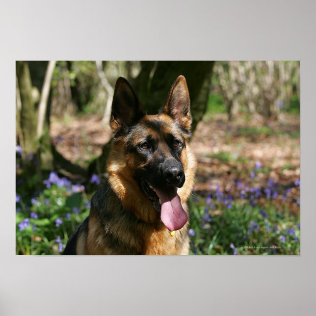 Poster Berger allemand (Devant)