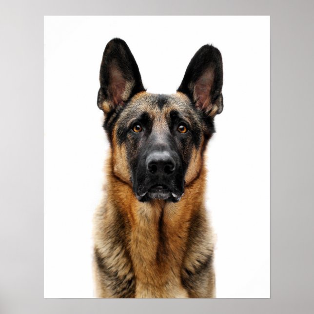 Poster Berger allemand assis (Devant)