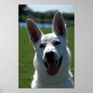 Poster Berger allemand blanc