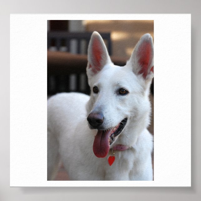Poster berger allemand blanc.png (Devant)