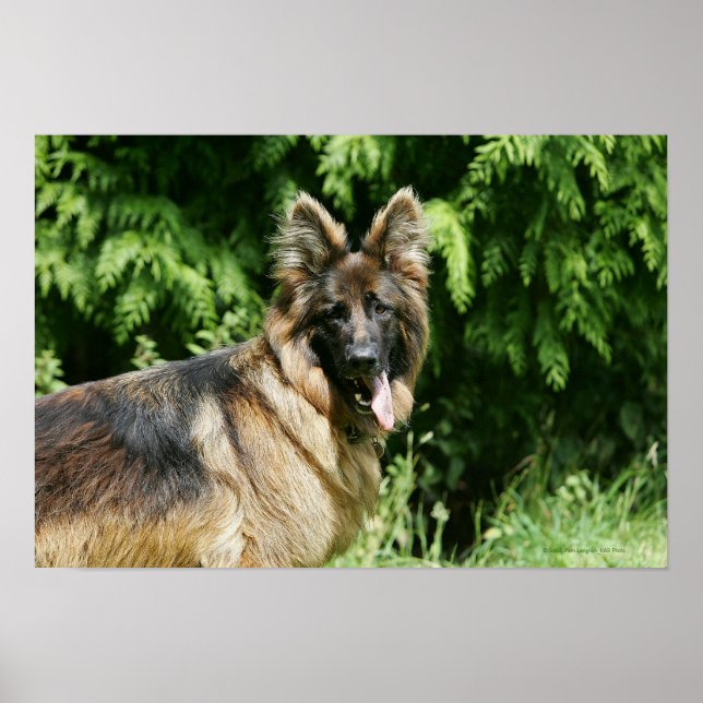 Poster Berger allemand Brown long haïred 1 (Devant)