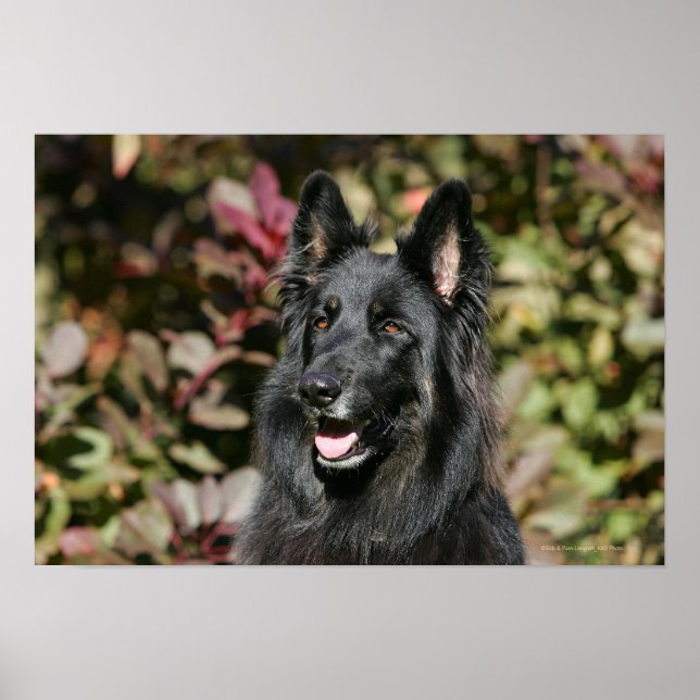 Poster Berger allemand de longue date noir (Devant)