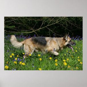 Poster Berger allemand en fleurs jaunes