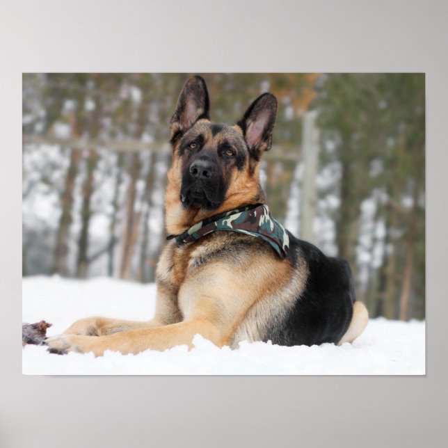 Poster Berger Allemand En Neige (Devant)