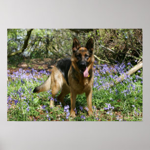 Poster Berger Allemand Laissant tomber