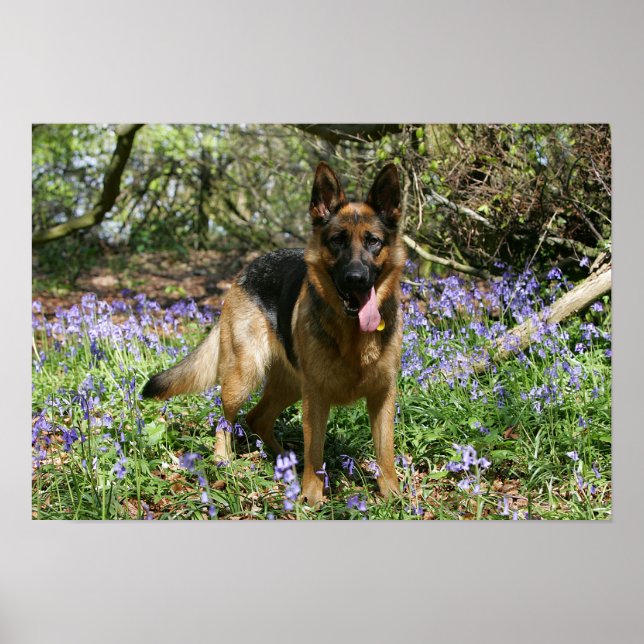 Poster Berger Allemand Laissant tomber (Devant)