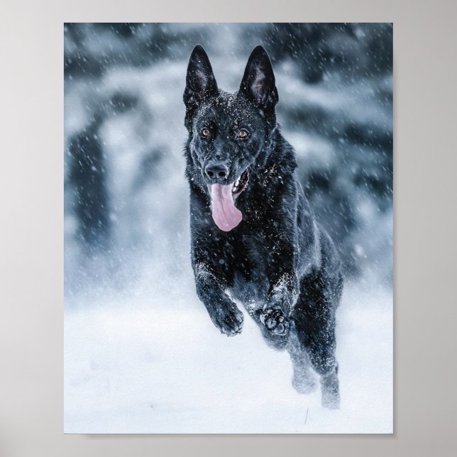 Poster Berger allemand noir dans la couverture de duvet d (Devant)