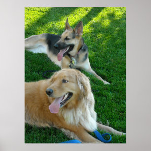 Poster Berger allemand/Retriever d'or