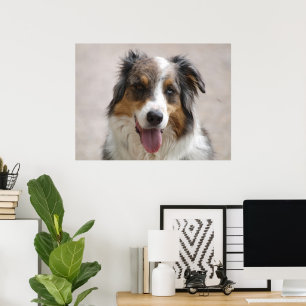 Poster berger australien merle
