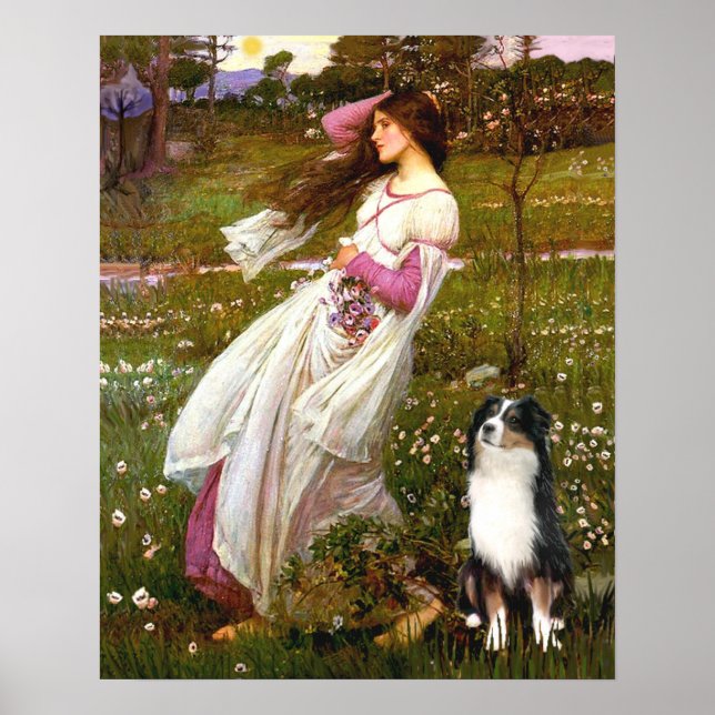 Poster Berger australien (Tri) - Fleurs à vent (Devant)