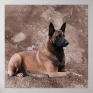 Poster Berger belge malinois - Mechelaar