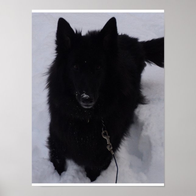 Poster Berger belge noir dans la neige (Devant)