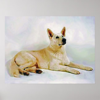 Poster Berger blanc-allemand