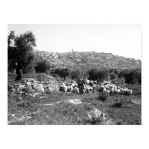 Berger et mouton en dehors de Bethléem