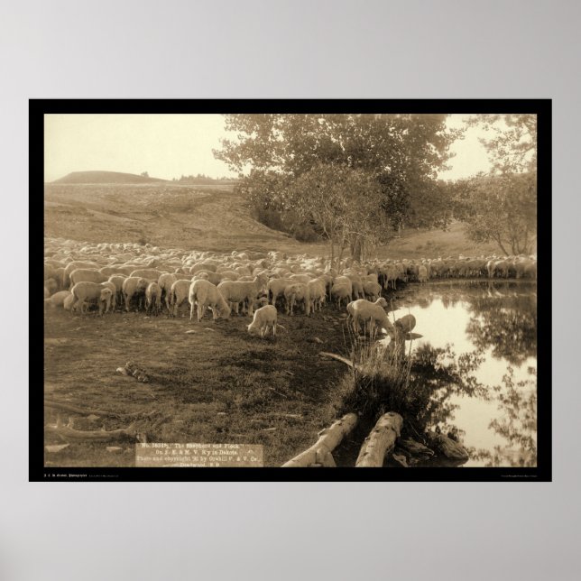 Poster Berger et troupeau Dakota du Sud 1891 (Devant)